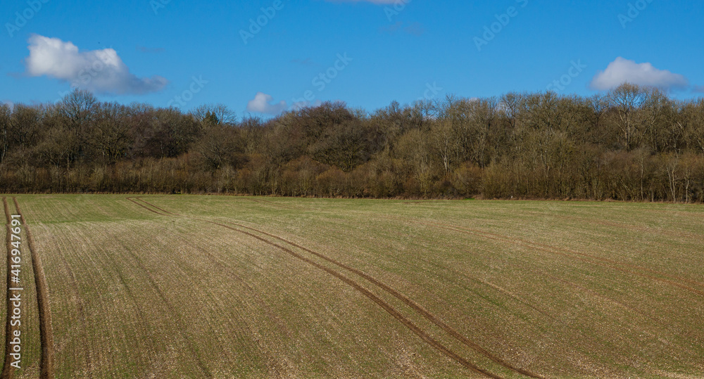 a field of green shoots from early planted spring crop and tractor lane lines under a bright blue sky 