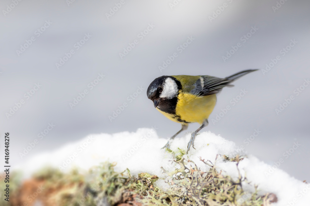 Obraz premium Winter nature and bird. White snow background. Bird: Great tit. 