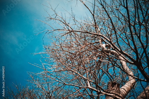 Tree branches against blue saturated sky