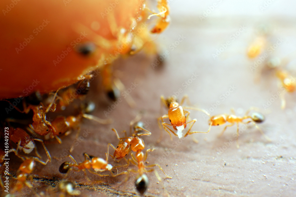 Fototapeta premium selective focus ants are eating nuts on the ground.