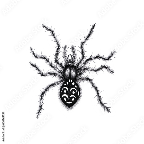 Poisonous spider arachnid isolated on white background. Hand drawn illustration.
