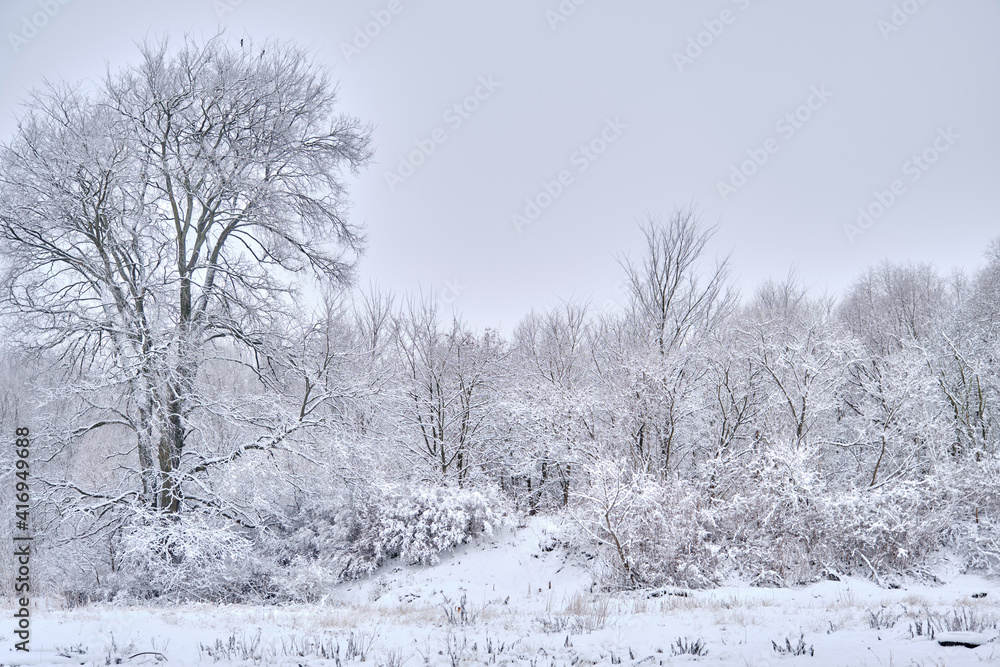 Fototapeta premium snowy winter trees