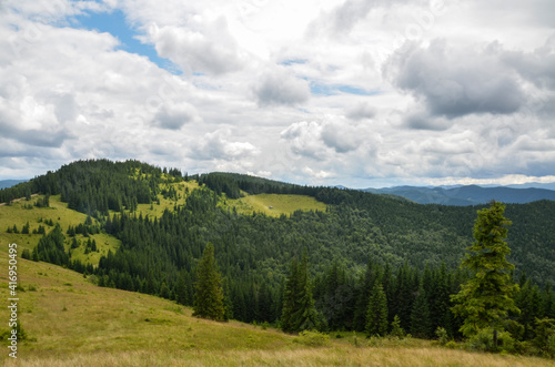 Scenic landscape with green mountains and grassy meadow on the valley surrounded by coniferous forest on the hills. wonderful nature scenery of Carpathian mountains. Ukraine