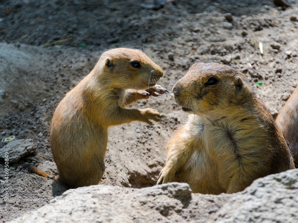 A young and and old Black-tailed prairie dogs are communicating A young and and old Black-tailed prairie dogs are communicating