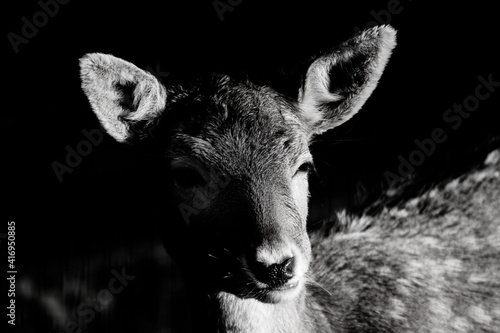 Fototapeta Naklejka Na Ścianę i Meble -  animal
