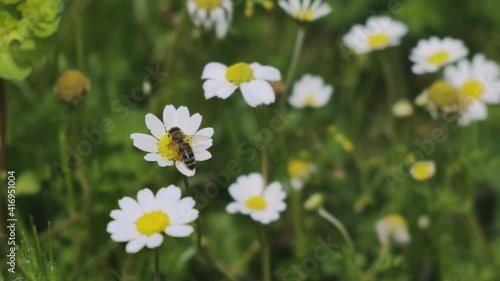 Close up of a Honey Bee Collecting Pollen on a Daisy Flower