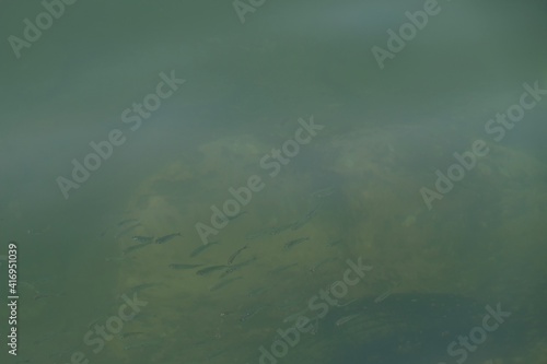 group of baby fish in the sea by the shore © wachira