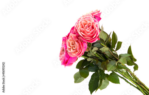 roses isolated on white background isolated