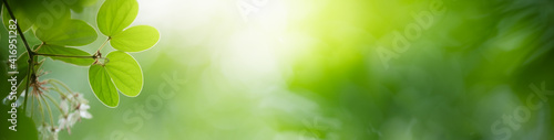 Nature of green leaf in garden at summer. Natural green leaves plants using as spring background cover page greenery environment ecology wallpaper