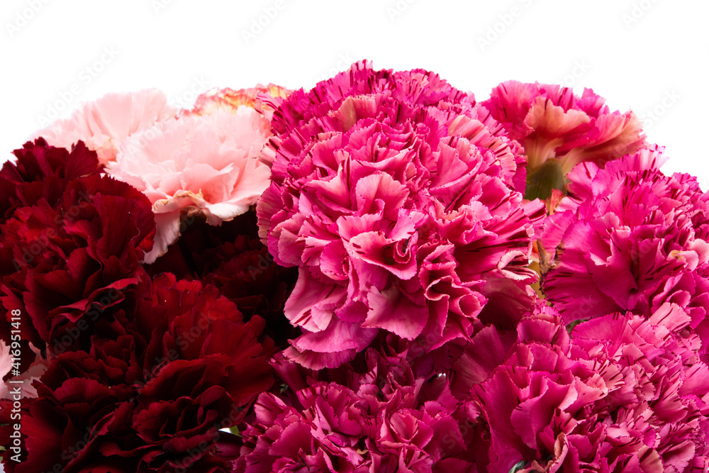 carnation isolated on white background isolated carnation isolated on white background isolated