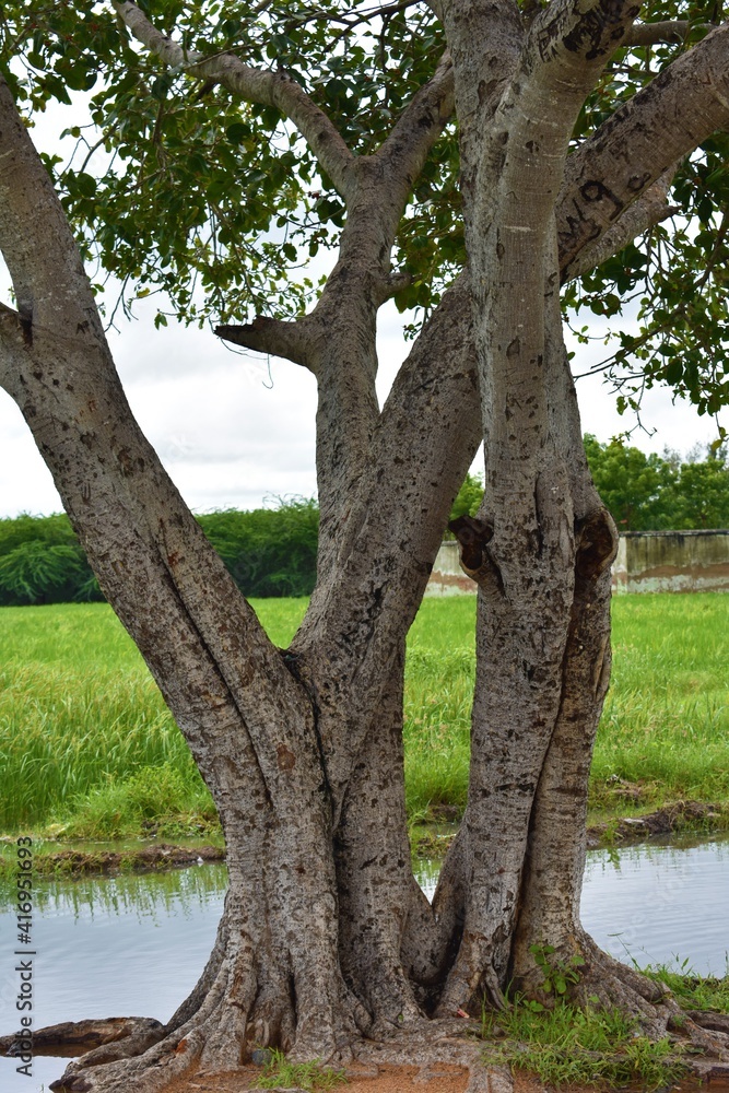 the great old bayan tree in the water the great old bayan tree in the water