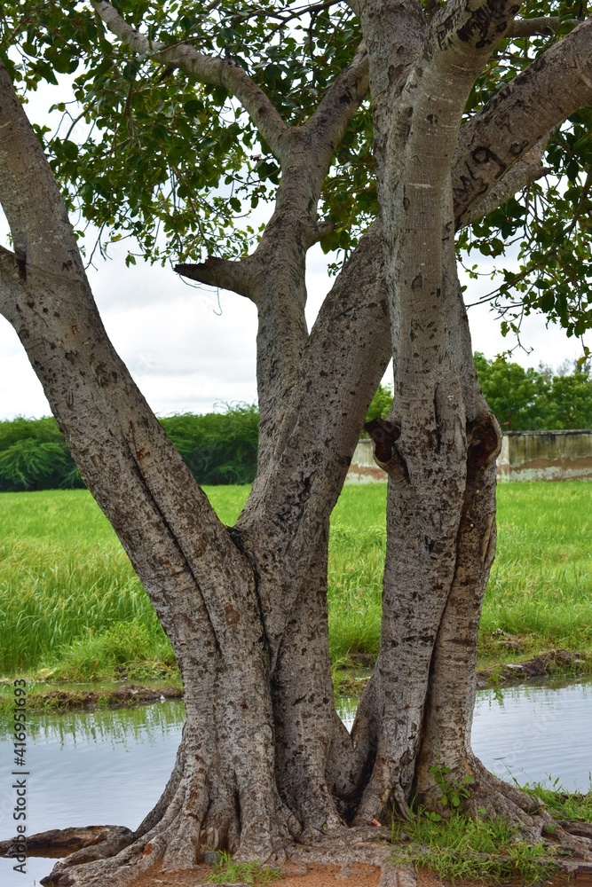 the great old bayan tree in the water