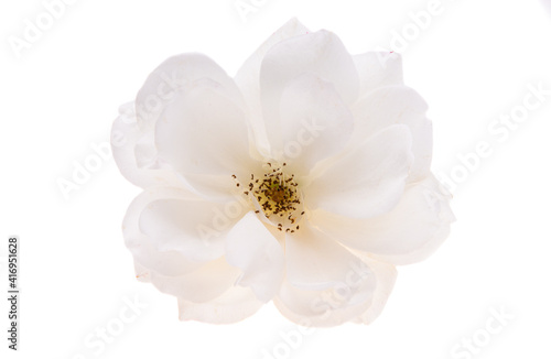 white rose isolated
