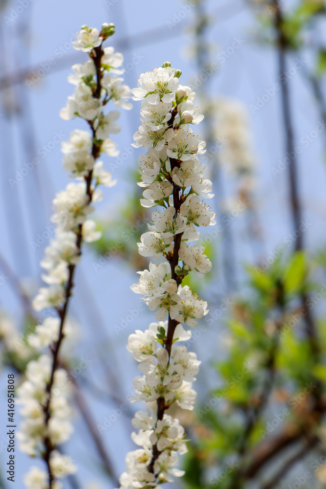 blossoming branch of a willow blossoming branch of a willow