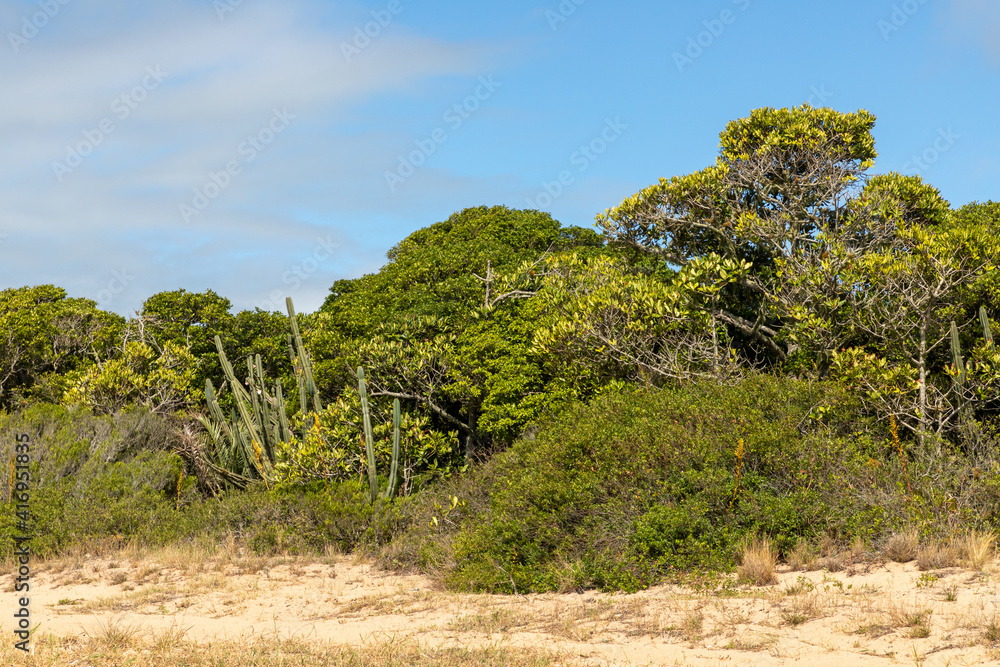 Fototapeta premium Vegetation around a beach in Lagoa do Patos lake