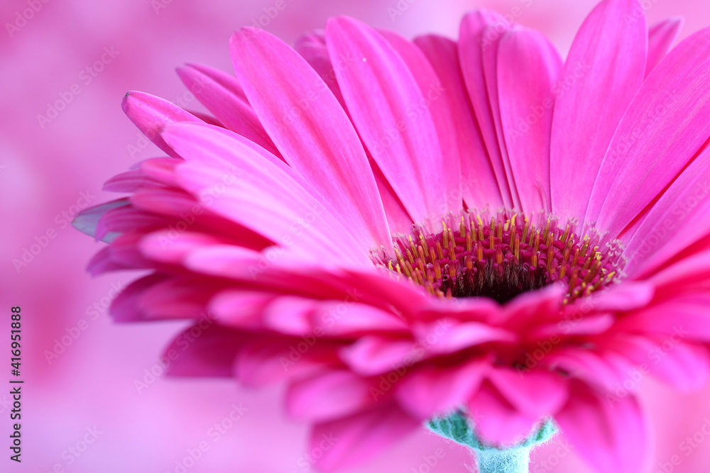 A close up image of a Hot Pink Gerbera flower. A close up image of a Hot Pink Gerbera flower.