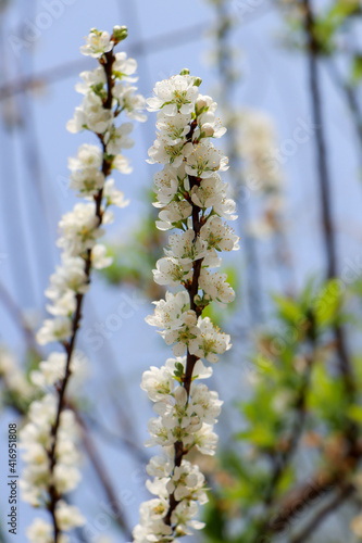 blossoming branch of a willow