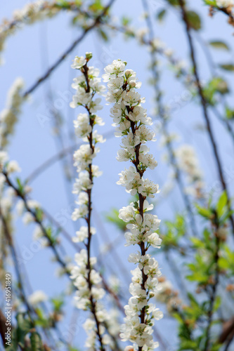 branches in spring