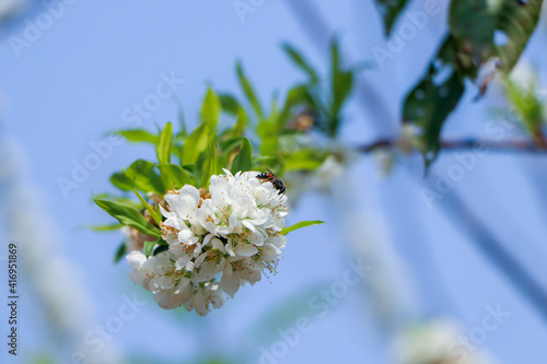 white cherry blossom