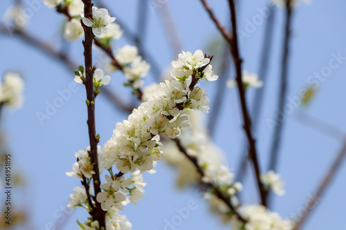 spring blossom