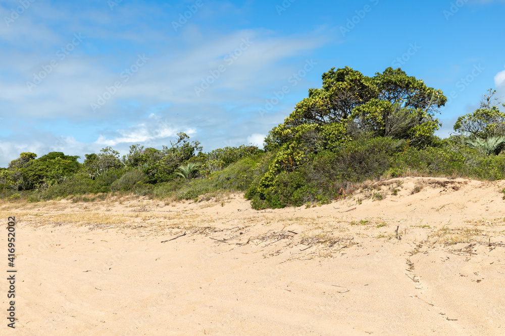 Vegetation around a beach in Lagoa do Patos lake Vegetation around a beach in Lagoa do Patos lake