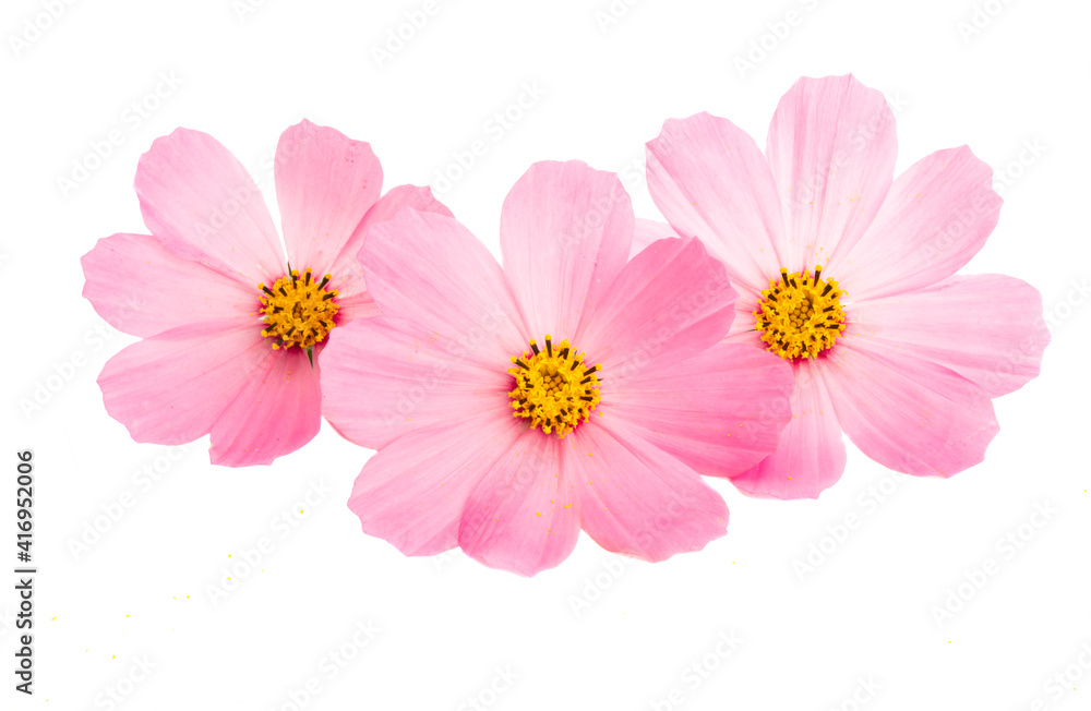 Fototapeta premium cosmos flowers isolated