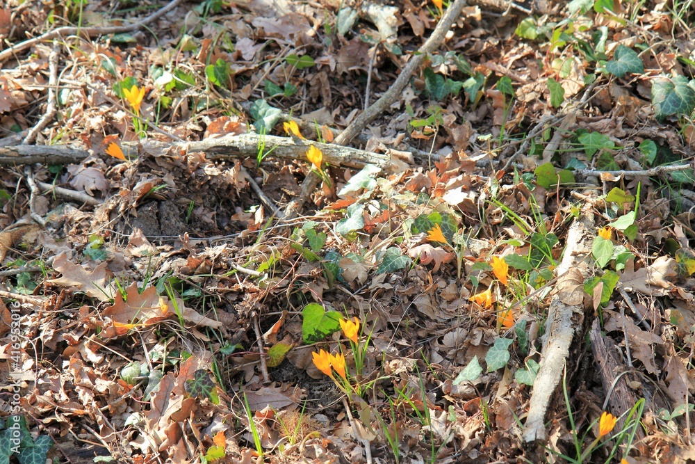 Yellow crocus flowers (Crocus flavus) in the spring forest Yellow crocus flowers (Crocus flavus) in the spring forest