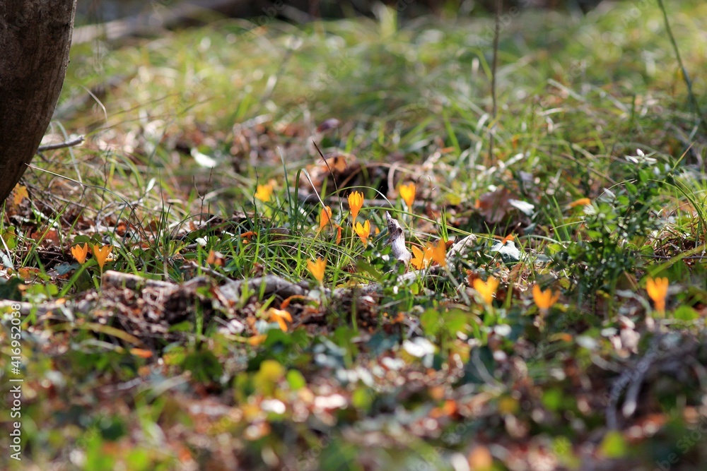 Yellow crocus flowers (Crocus flavus) in the spring forest Yellow crocus flowers (Crocus flavus) in the spring forest