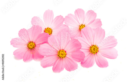 cosmos flowers isolated