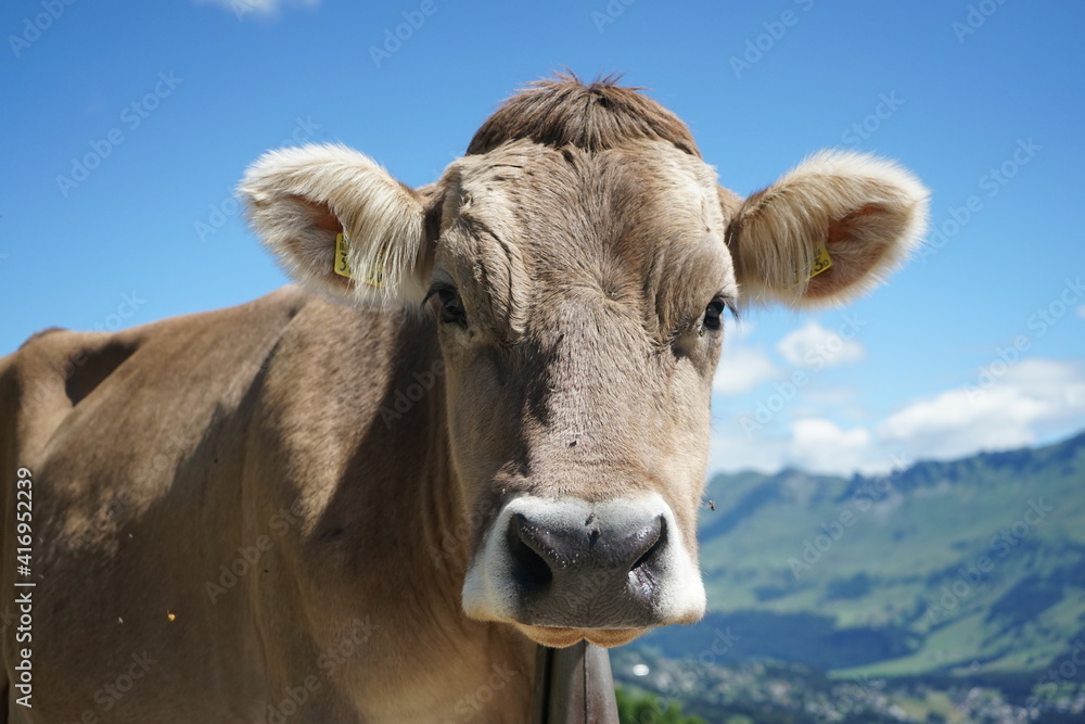 swiss cow in the mountains looking directly into the camera portrait graubuenden alps