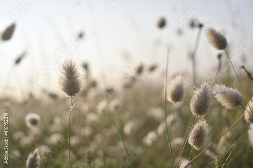 grass in the wind