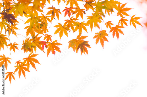 Wallpaper Mural 日本の秋　赤く色づいたきれいな紅葉 Torontodigital.ca