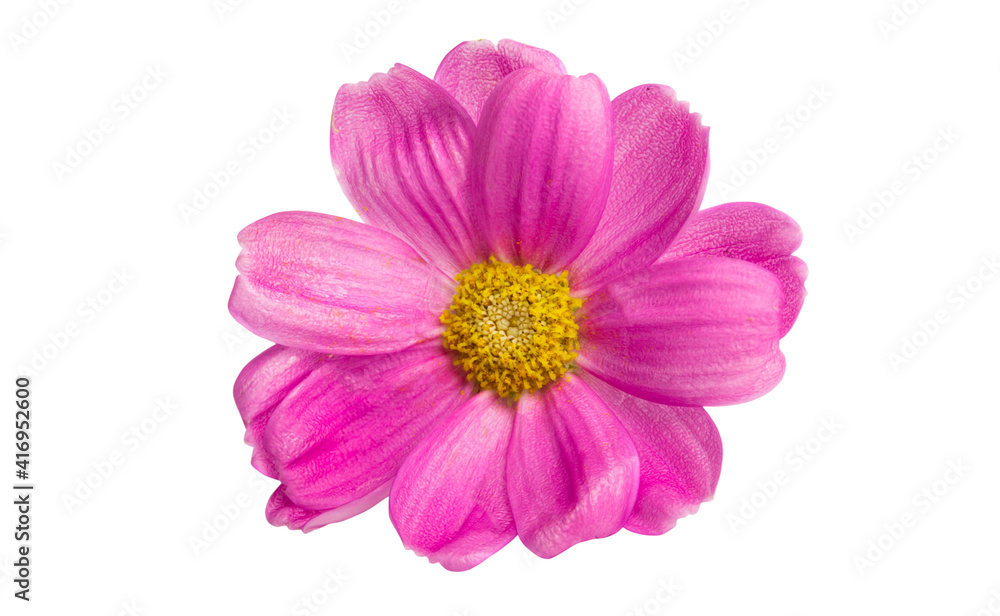 pink daisies isolated