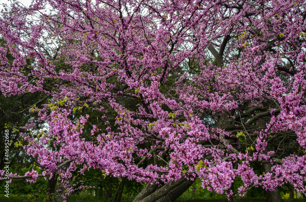 Cherry blossoms in full bloom at an orchard in spring, pink flowers tree. Cherry blossoms in full bloom at an orchard in spring, pink flowers tree.