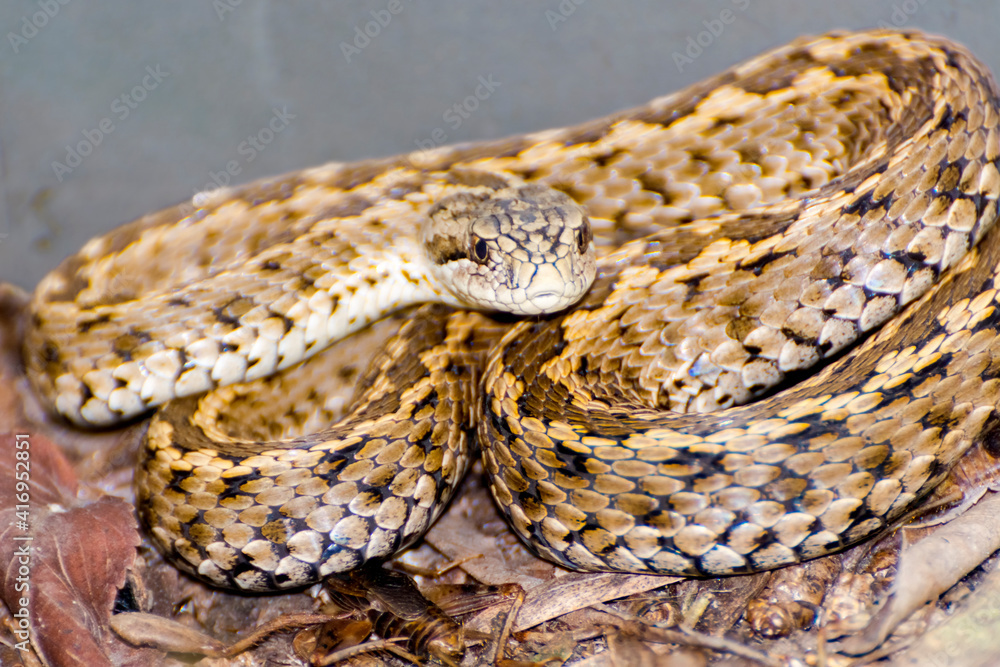Fototapeta premium An endangered Hungarian viper on the ground