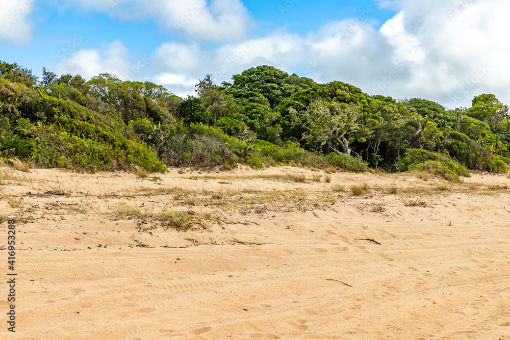 Vegetation around a beach in Lagoa do Patos lake Vegetation around a beach in Lagoa do Patos lake