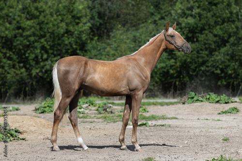Buckskin horse with a long white mane stands on natural summer background, profile side view, exterior 