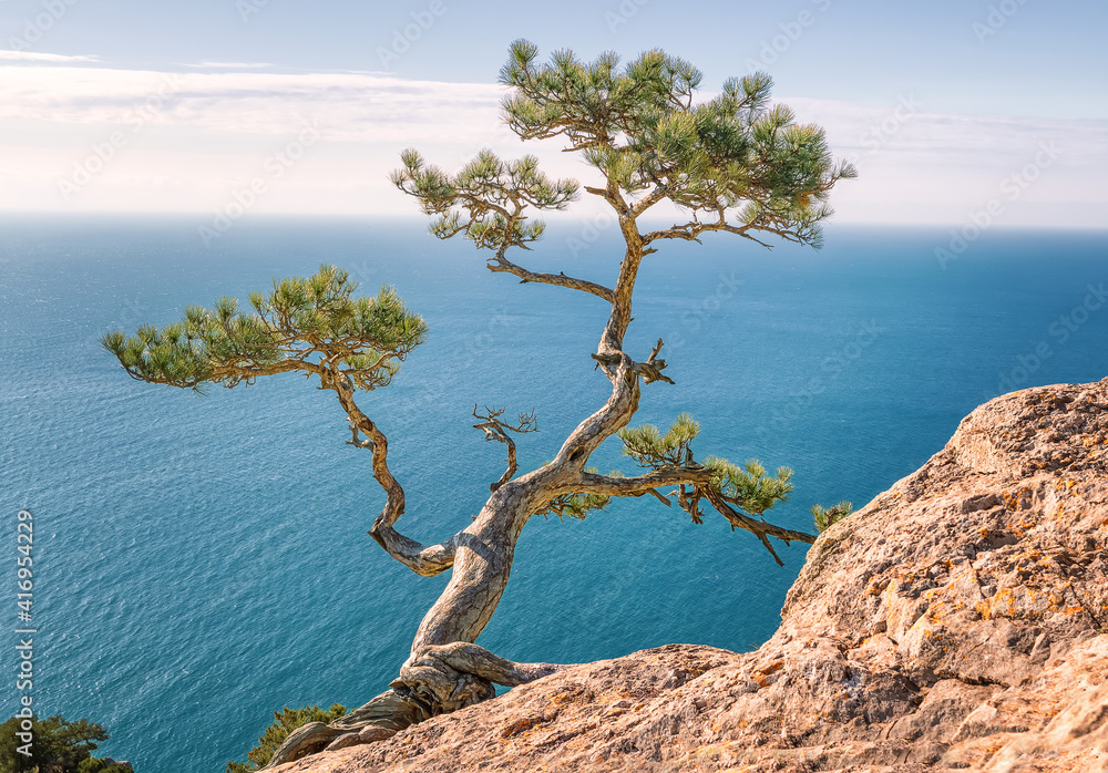 The old pine tree on the rock is illuminated by the sun's rays. New world, Crimea. Black Sea