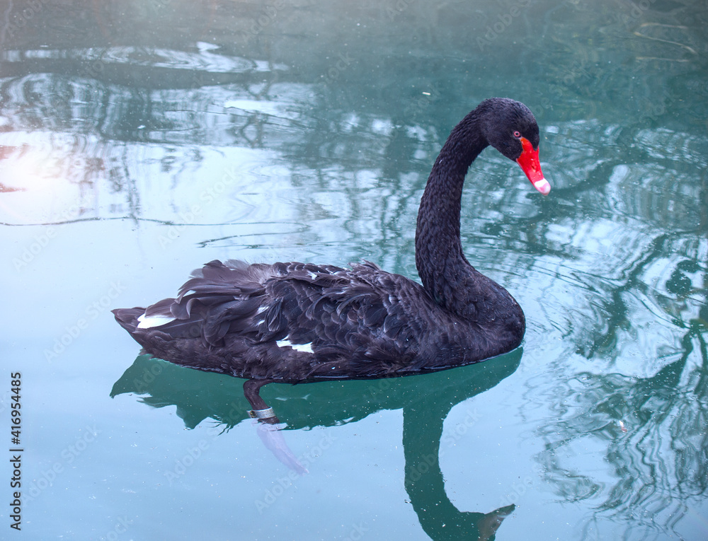 Naklejka premium Swan