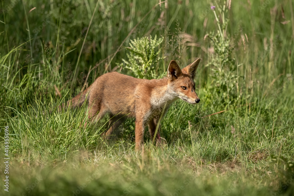 Fox in the grass close up in Scotland Fox in the grass close up in Scotland