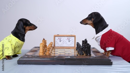 Adorable dachshund dog in stylish red and white blouse invites curious small friend to play chess at table near white wall photo