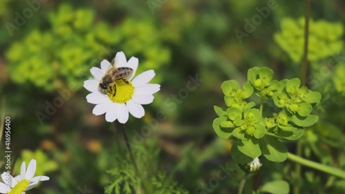 Close up of a Honey Bee Collecting Pollen on a Daisy Flower