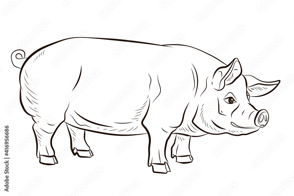 Fototapeta premium Pig. In the animal world. Black and white image. Coloring book for children.