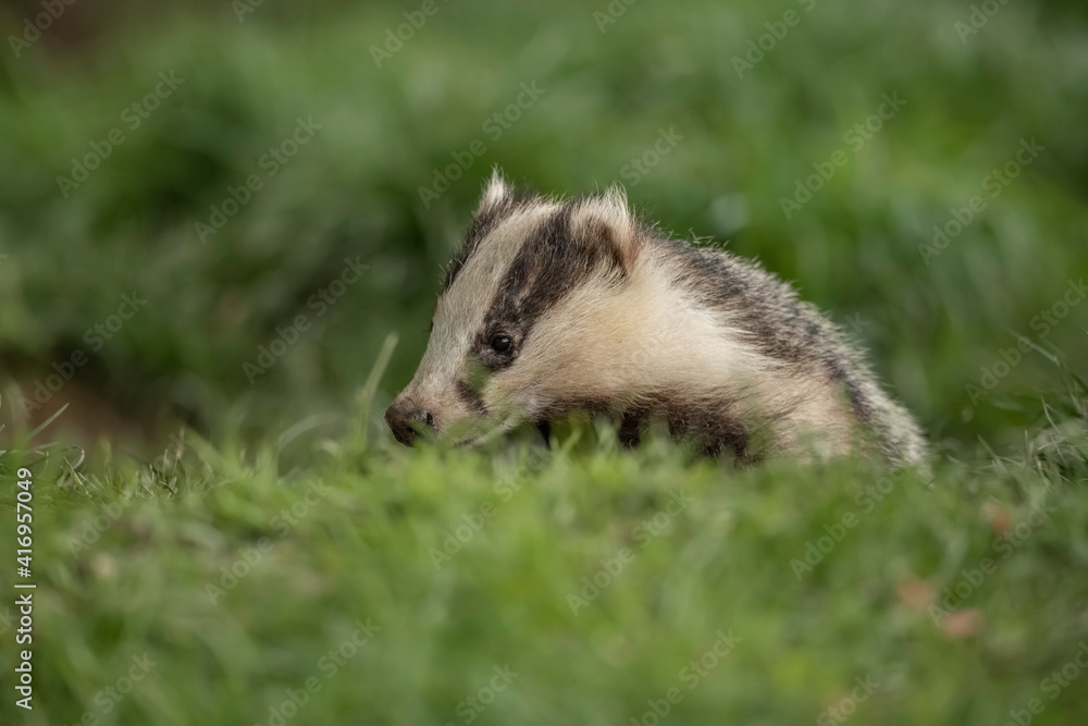 A Badger feeding on the grass in Scotland, close up A Badger feeding on the grass in Scotland, close up