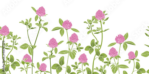 .Hand-drawn red clover on a white background border seamless pattern. Vector illustration of a melliferous flower. Floral background. Bee garden.