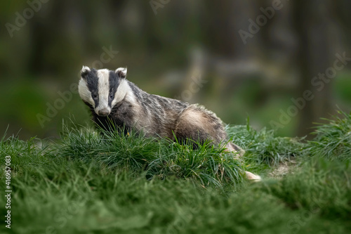 A Badger feeding on the grass in Scotland, close up