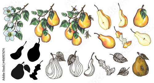 A large set of yellow pears in a cartoon style and doodle - a flowering branch and a branch with pears, pears with wasps, pears of different sizes and shapes, and a rotten pear. Stock vector