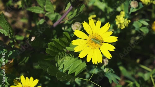 Close up of a Grasshopper Collecting Pollen on a Daisy Flower