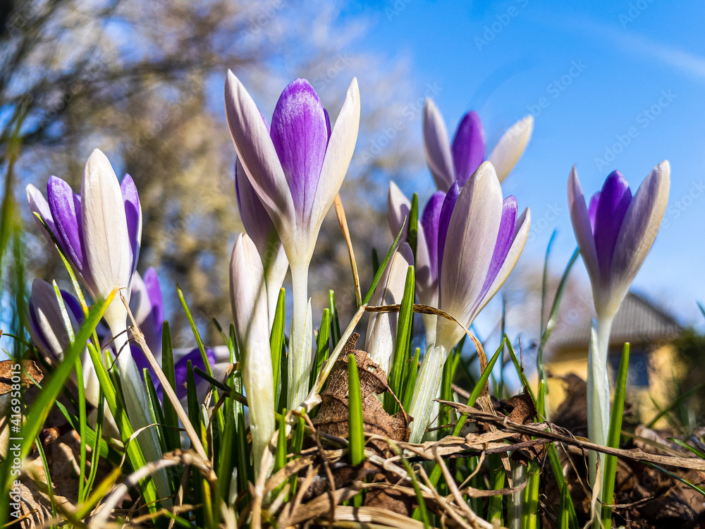 spring crocus flowers spring crocus flowers
