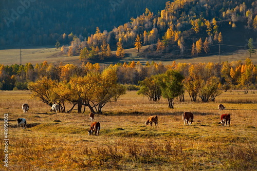 Russia. South of Western Siberia, Mountain Altai. A herd of cows graze peacefully in the yellowed autumn fields in the Ursul River Valley, waiting for the first snow. photo